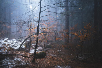 Forest - image #504101 gratis