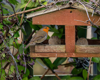 Robin on the feeder - Free image #504171