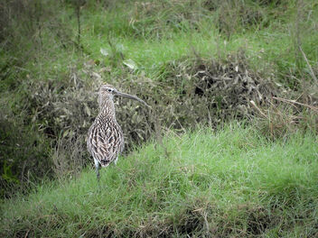 Curlew - Free image #504231