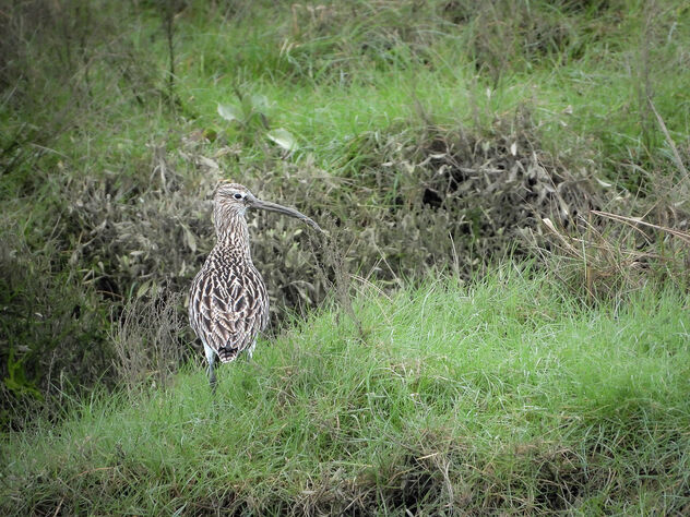 Curlew - Kostenloses image #504231