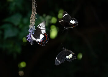 Mating Orchard Butterflies - image #504251 gratis