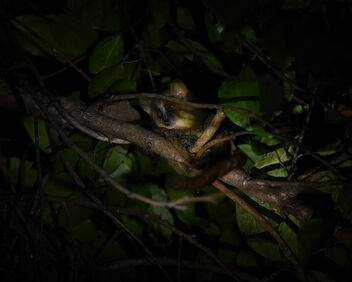 Nocturnal Mouse Lemur - image gratuit #504271 