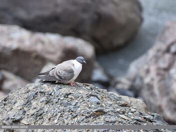 Snow Pigeon (Columba leuconota) - image gratuit #504651 