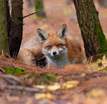 Young Fox in the woods - image #504661 gratis