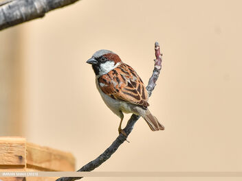 House Sparrow (Passer domesticus) - image gratuit #505111 