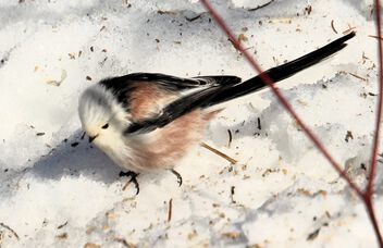 A long-tailed tit - Free image #505121